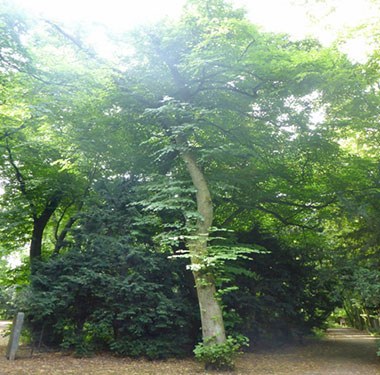 Baumfällungen: Linde, Arboretum #1