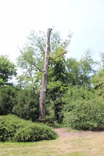 Ueber 100 Jahre alte Buche im Stadtgarten gefaellt 02.JPG