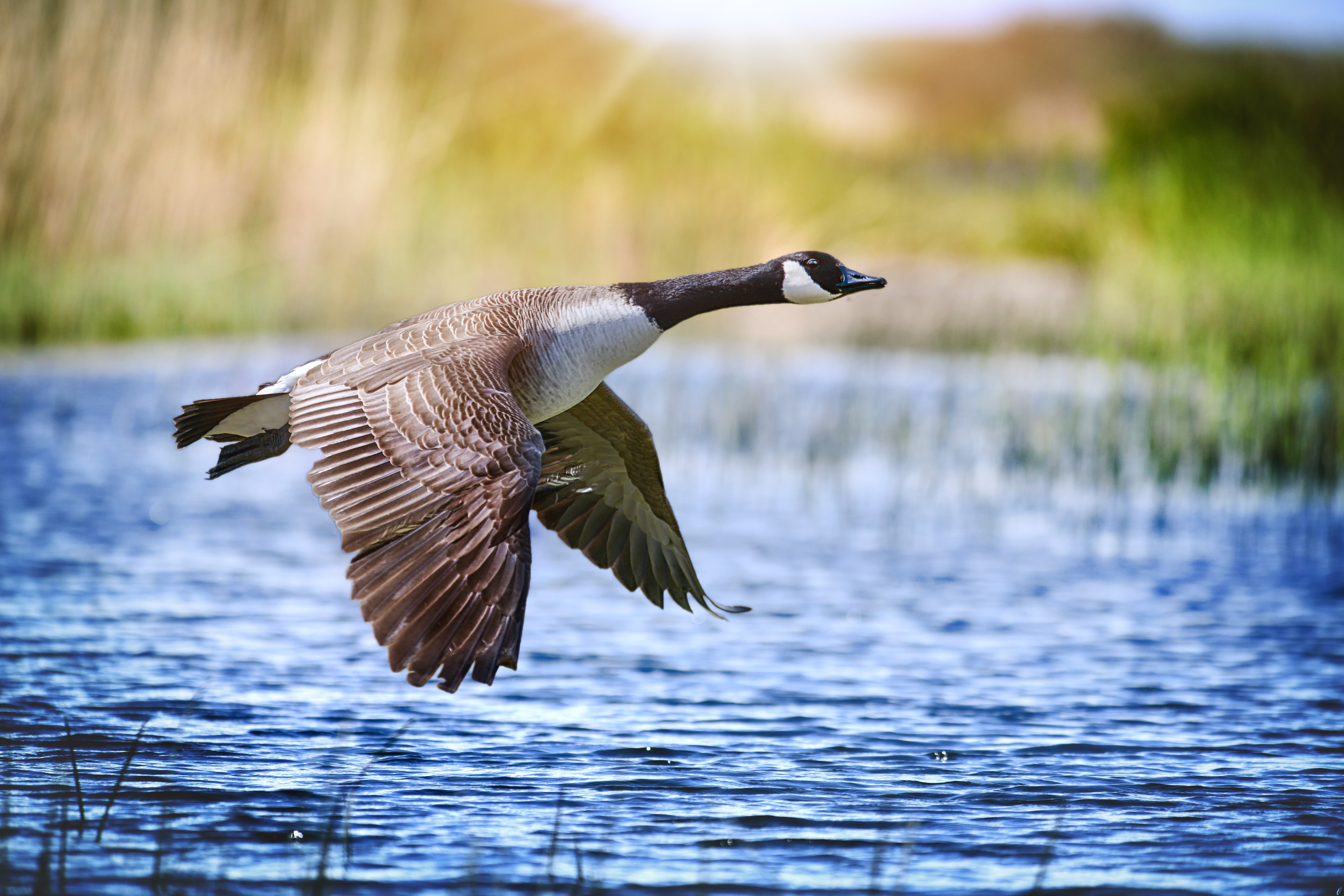 Gänsemanagement Gänsemanagement
