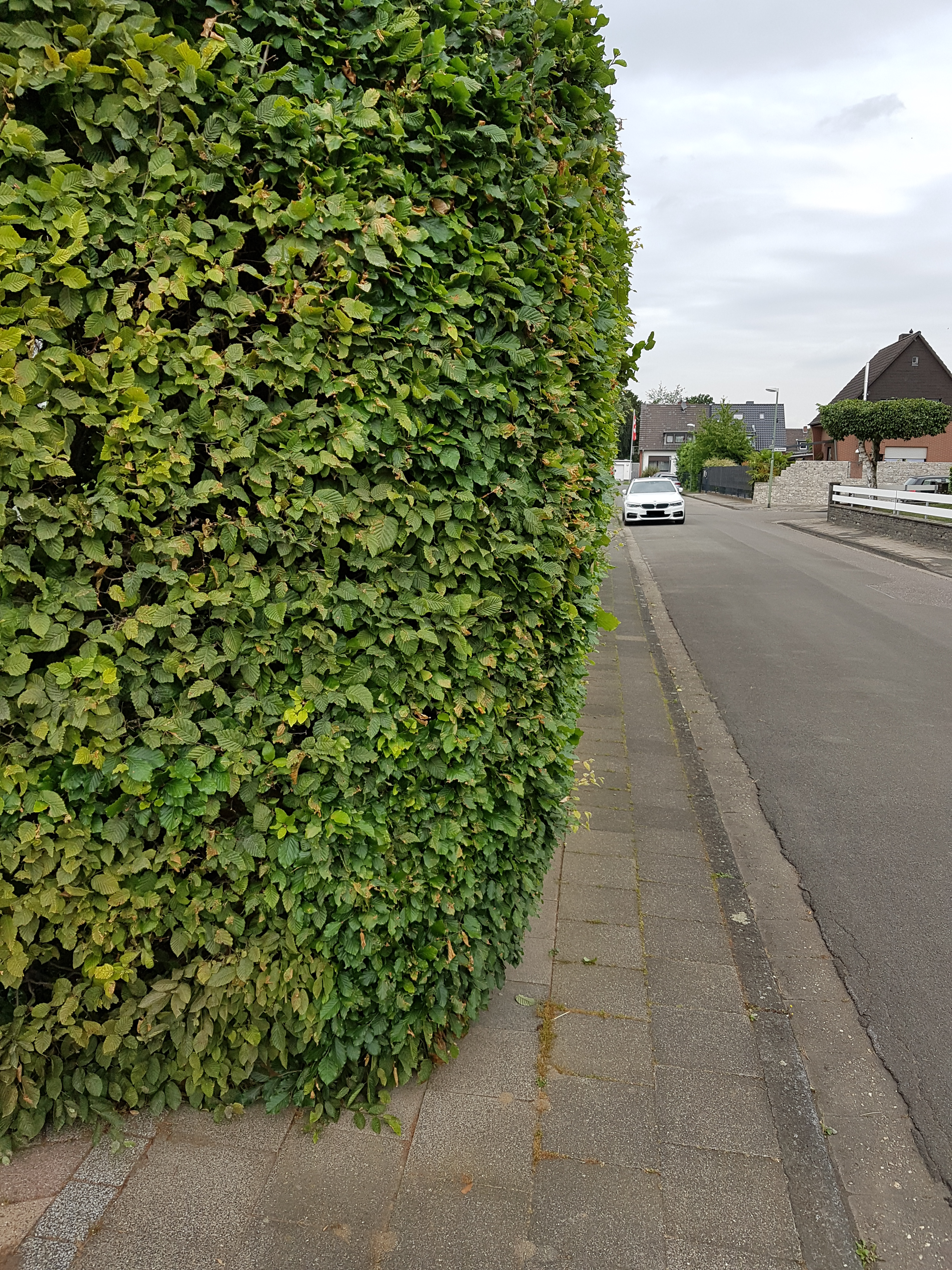 Überwuchs zurückschneiden Überwuchs zurückschneiden