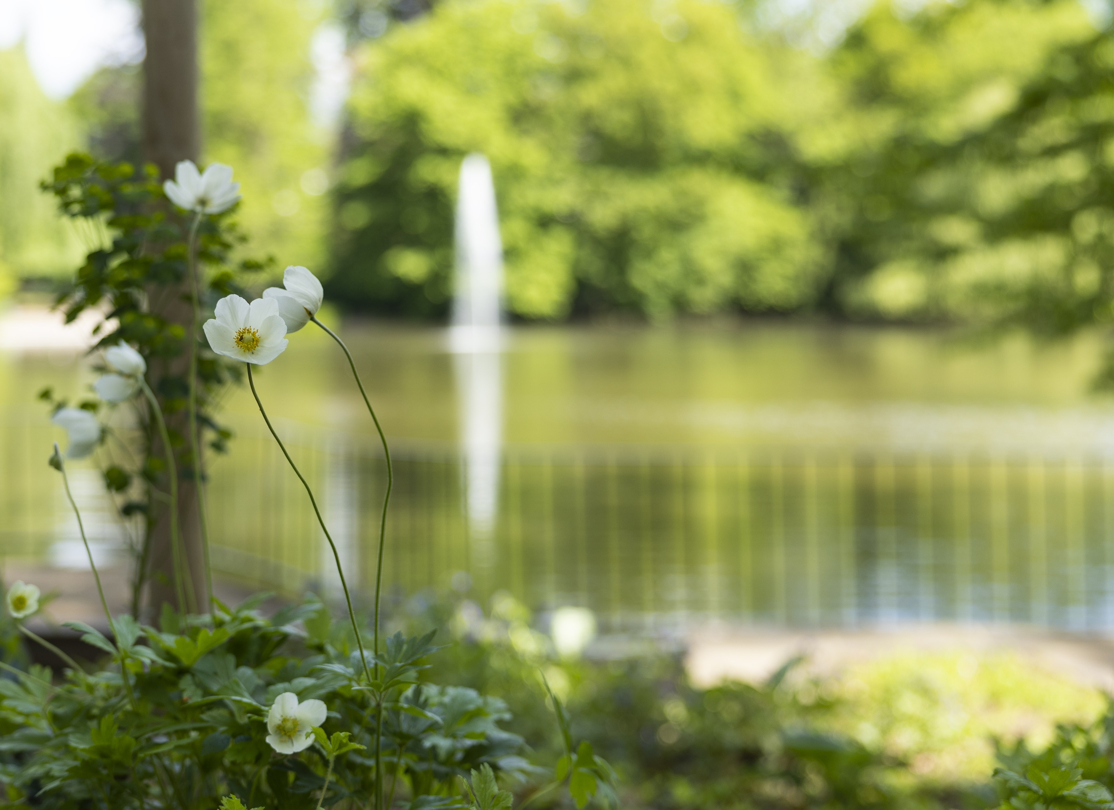 Spaziergänge zum Thema Grünflächenpflege in Neuss Spaziergänge zum Thema Grünflächenpflege in Neuss
