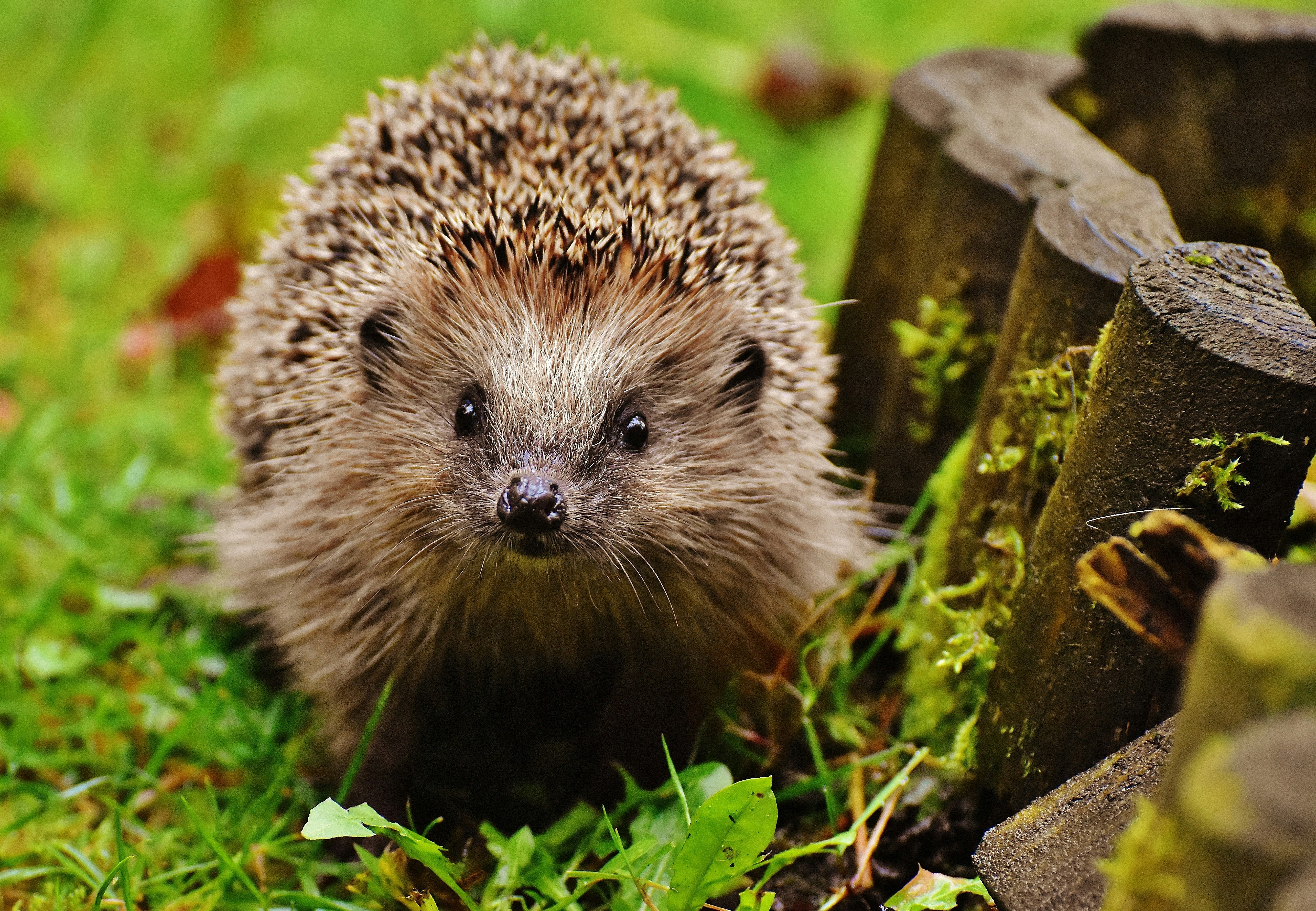 Ein junger Igel sitzt im Gras nahe einer Beetbegrenzung und schaut in die Kamera.