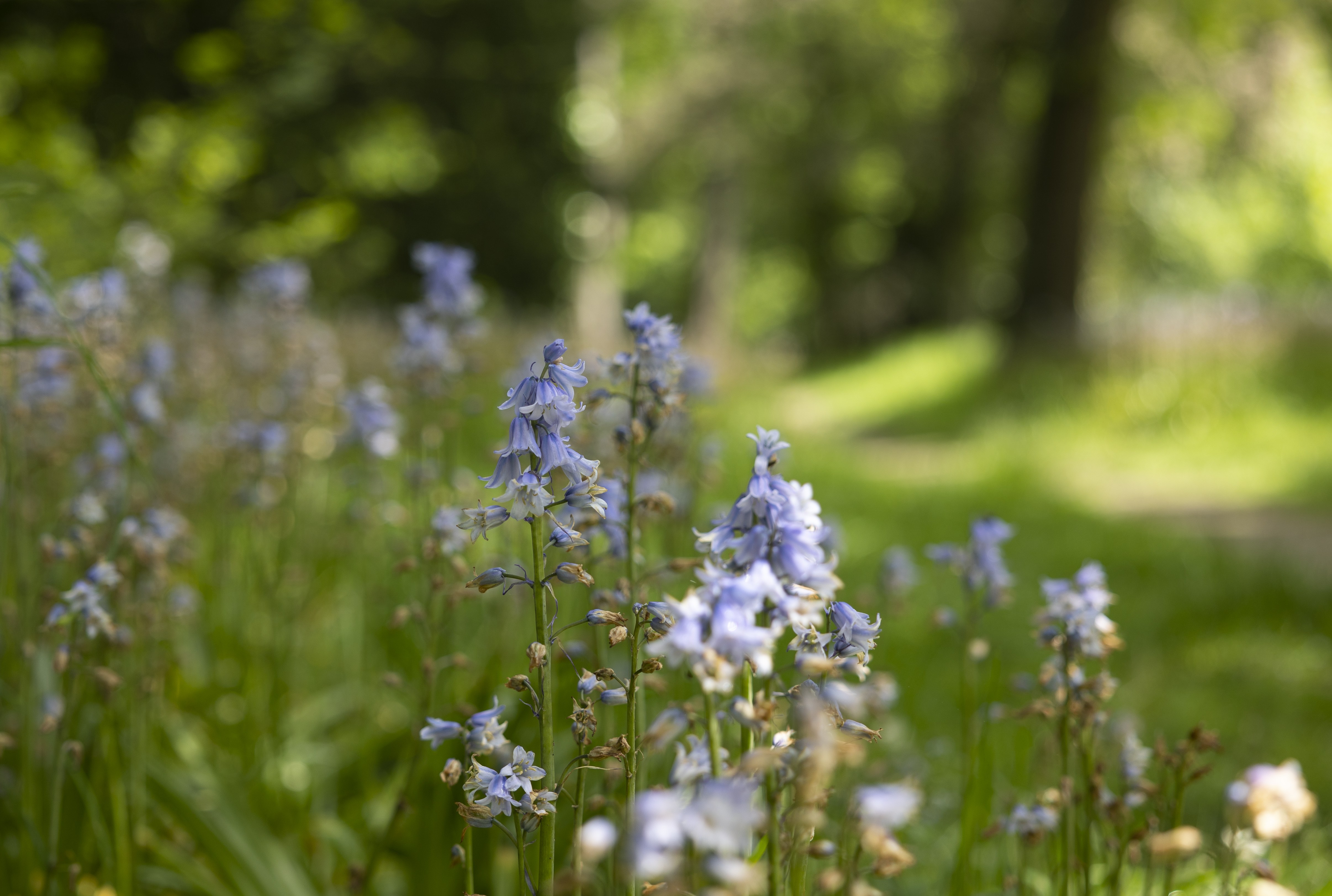 Gartenwettbewerb „Neues Grün 2024“