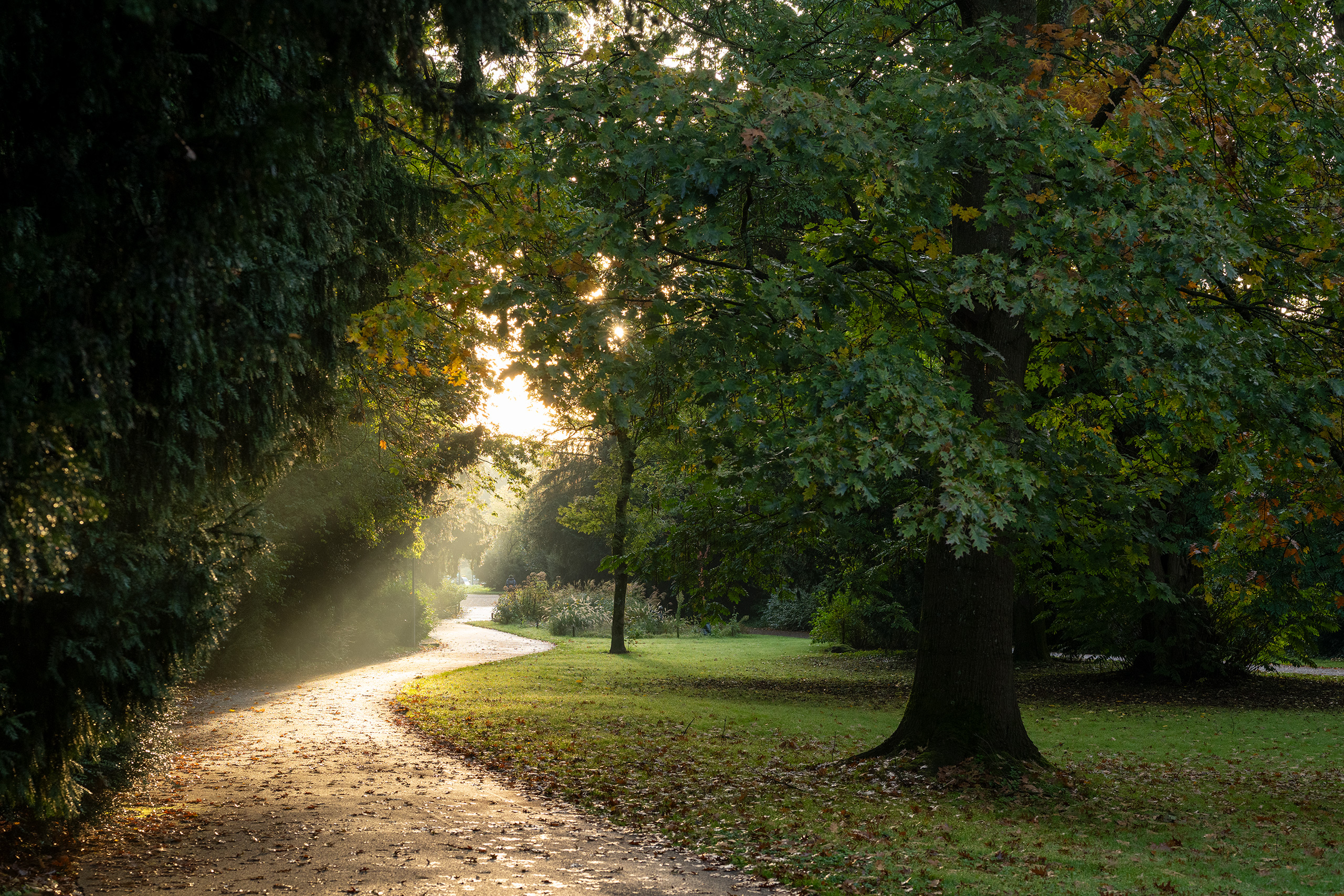 Frühherbstliche Morgenstimmung im Stadtgarten. Lichtbüschel brechen durch die Baumkronen und auf dem Weg findet sich das erste Laub.