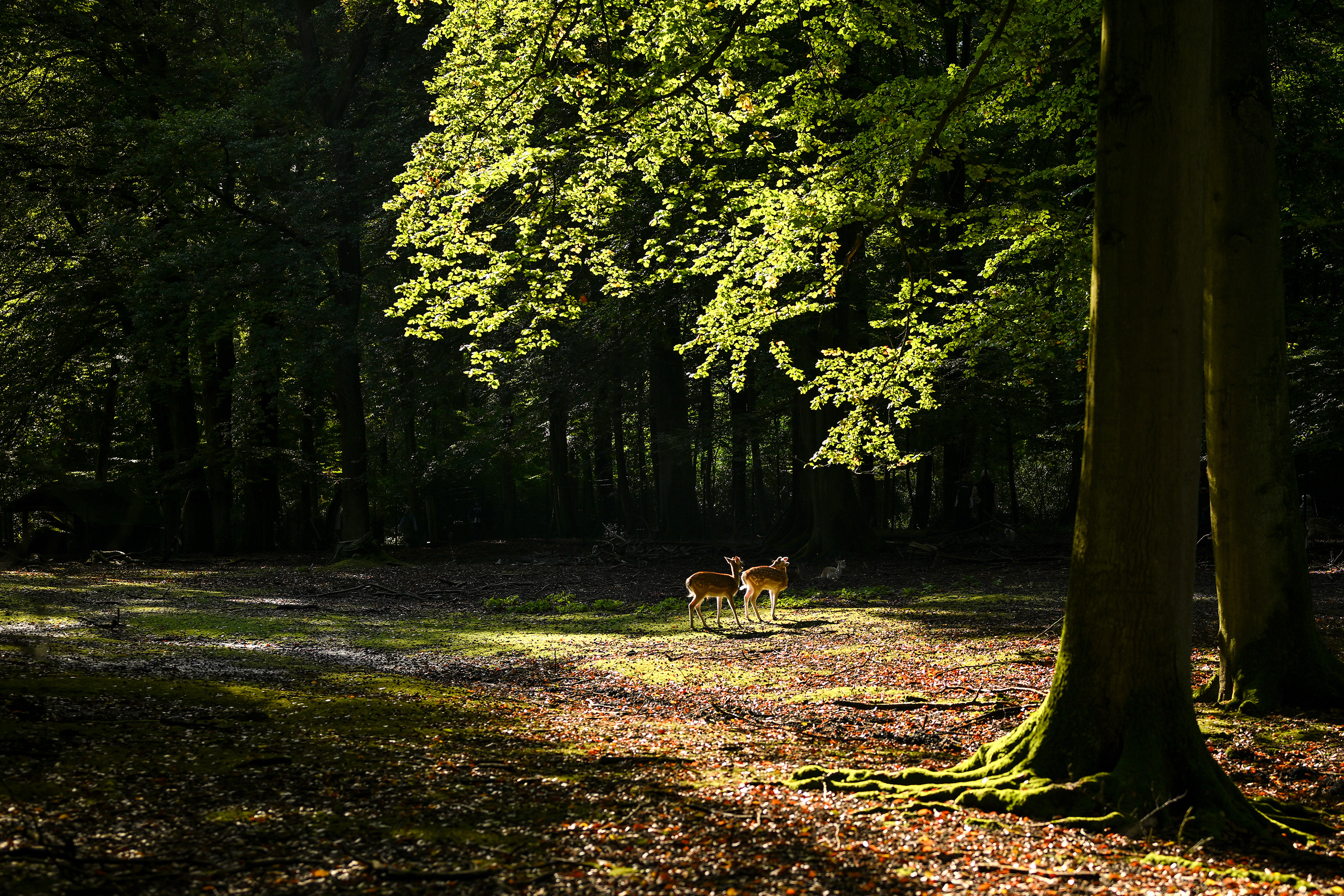 Zwei Rehe stehen auf einer sonnendurchfluteten Waldlichtung.