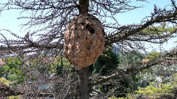 Ein fertiges Hornissennest hängt erkennbar hoch am Stamm eines Nadelbaums.