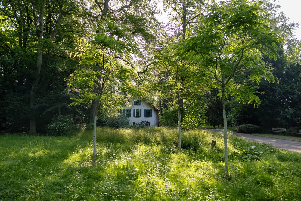 Baumbestand in Neuss wächst