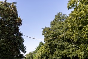 Ein Seil zwischen zwei Bäumen, blauer Himmel