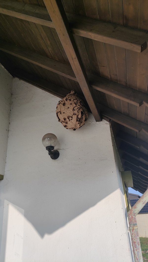 Ein Hornissennest hängt licht- und wettergeschützt unter einem Häuservordach.