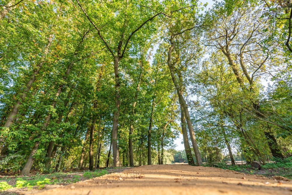 Ein Waldweg mit Bäumen im Hintergrund.