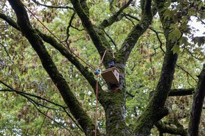 Ein Baum, daran sind ein kleines Futterhäuschen und eine Kamera angebracht, im Hintergrund viele grüne Blätter