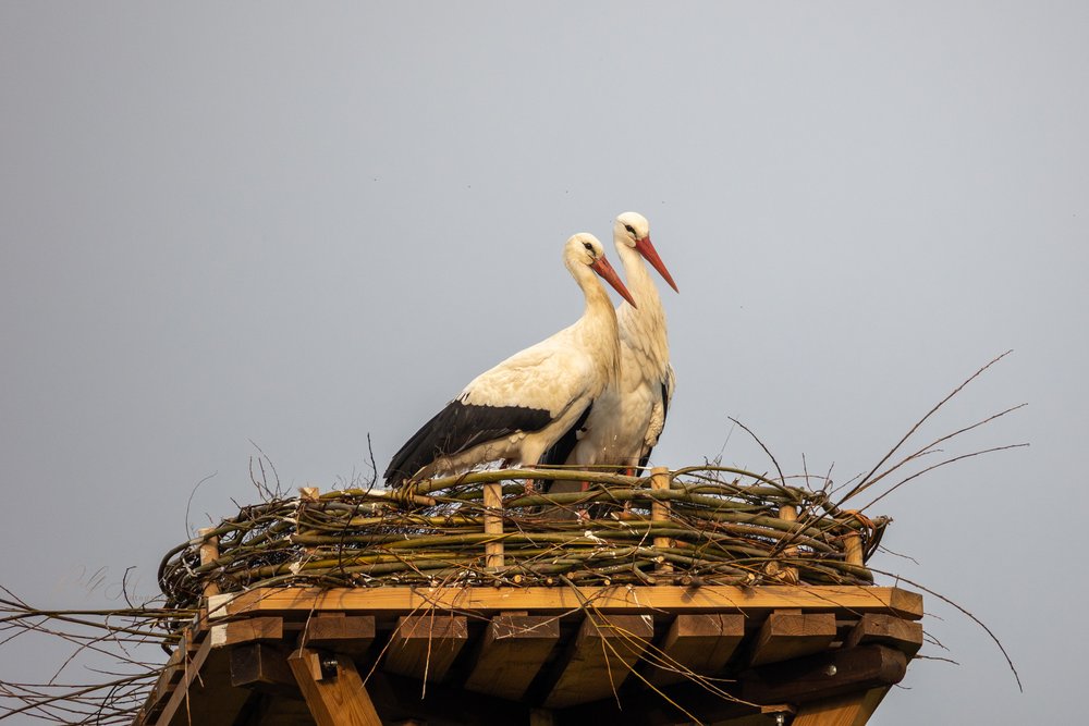 Storchenpaar auf dem Kinderbauernhof in Neuss