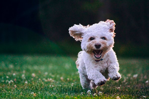Ein kleiner Hund rennt über eine Wiese auf den Betrachtenden zu.