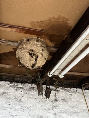 Ein fertiges Hornissennest hängt unter der Decke eines Schuppens. An der Außenseite des Nestes sind mehrere Hornissen erkennbar.