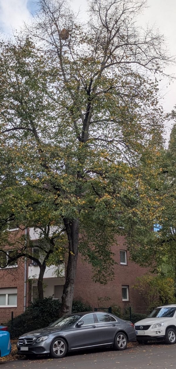 Ein Hornissennest, hoch in einem Laubbaum hängend, vom Boden her gesehen.