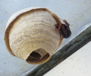 Unteransicht eines im Bau befindlichen kleinen Hornissennests, welches einer herabhängenden Blüte ähnelt. Eine Asiatische Hornisse arbeitet an der äußeren Schicht.