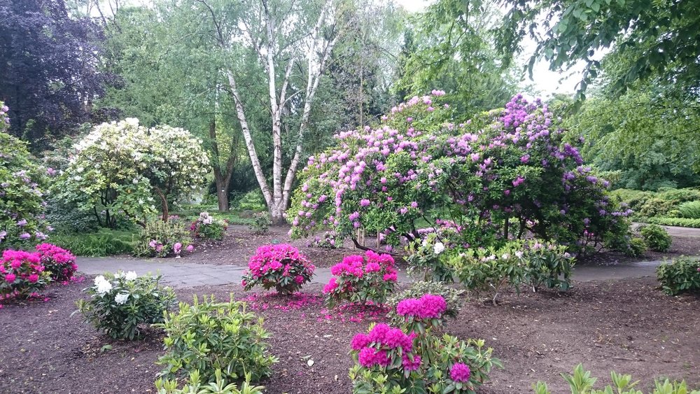 Neue Rhododendren blühen