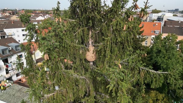 Drohnenaufnahme eines fertigen Hornissennests, welches gut geschützt durch zahlreiche Äste in luftiger Höhe in einem Nadelbaum hängt.