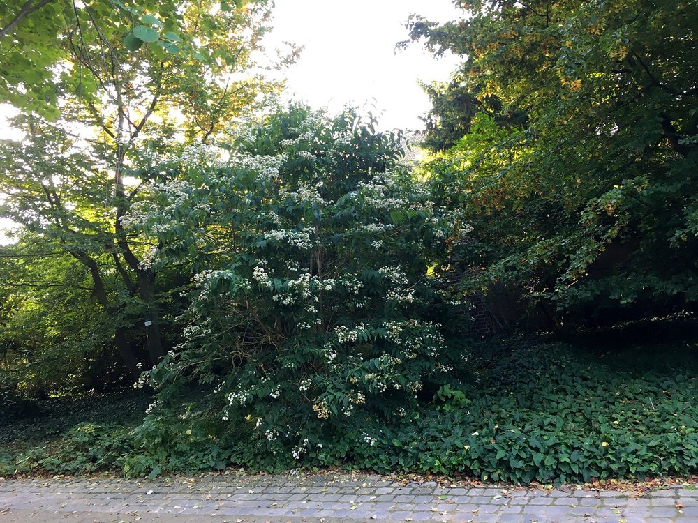 Botanischer Garten