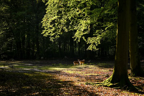 Zwei Rehe stehen auf einer sonnendurchfluteten Waldlichtung.