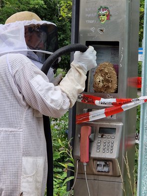 Eine Person in Schutzkleidung entfernt ein Hornissennest aus einer Telefonsäule.