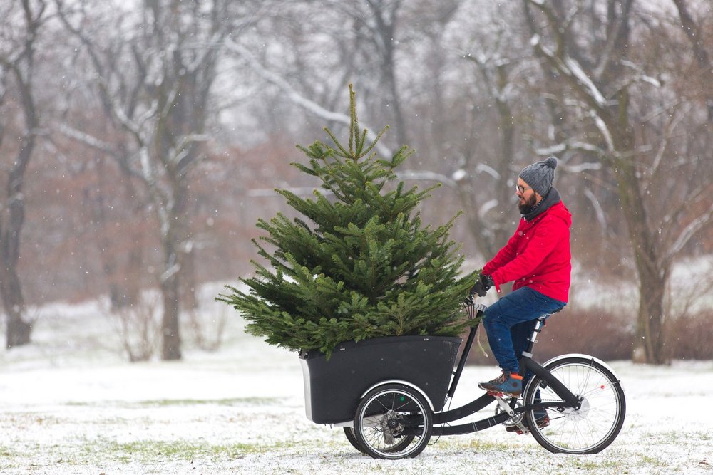 Abholung der Weihnachtsbäume