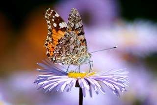 Dirk Driesen: Butterfly