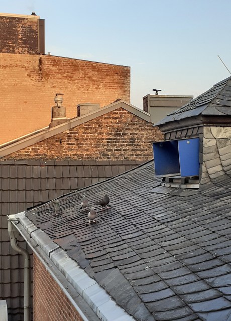 Tauben auf dem Rathausdach vor dem Eingang zum Taubenschlag.