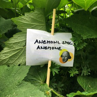 Botanischer Garten im Juni 2021: Anemone