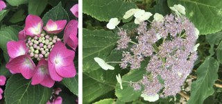 Botanischer Garten im August 2021: Blütenmorphologie der Hortensie