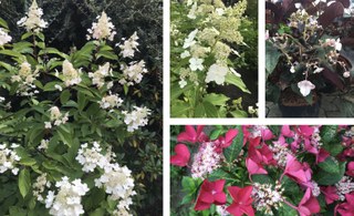 Botanischer Garten im August 2021: Hortensien-Blütenvielfalt
