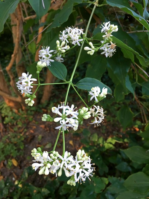 Blüte des Strauches der sieben Söhne