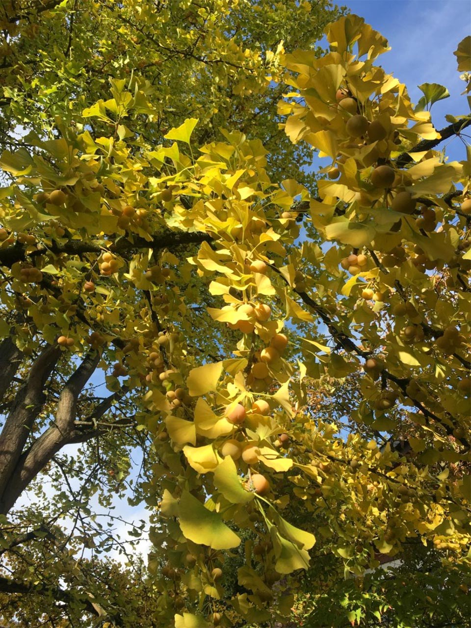 Goldener Oktober im Botanischen Garten der Stadt Neuss — Neuss am Rhein