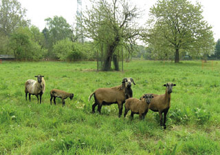 stadt-neuss_natur-radrouten_01_mittelterasse_03c.jpg